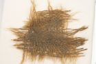 Etikett zu Textil (NHMW-PRAE-120710)
